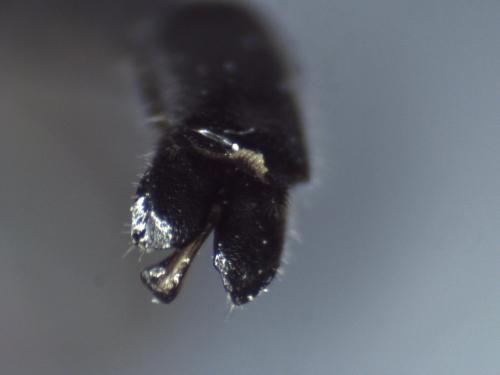 Dolichomitus mesocentrus